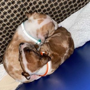 Meet your Posher, Haven